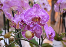 One more topmodel, the Flirtation. With really nice flowers over 8,5 cm wide you just can't miss it.